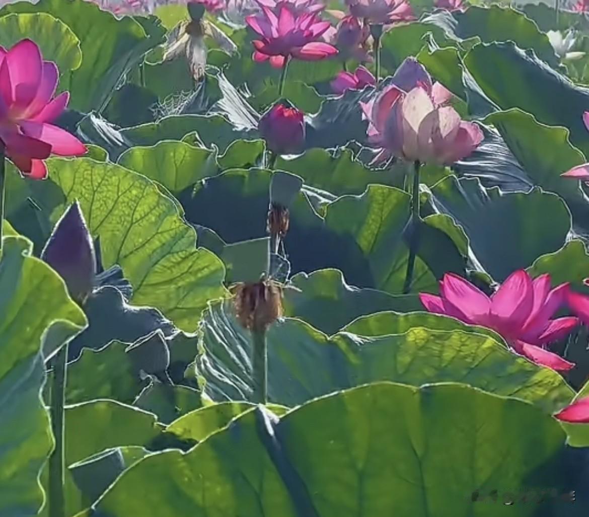 “秋荷不言，枯荣自见。”一半凋零，
一半新生；一半遗憾，一半成全。
小满之后是秋