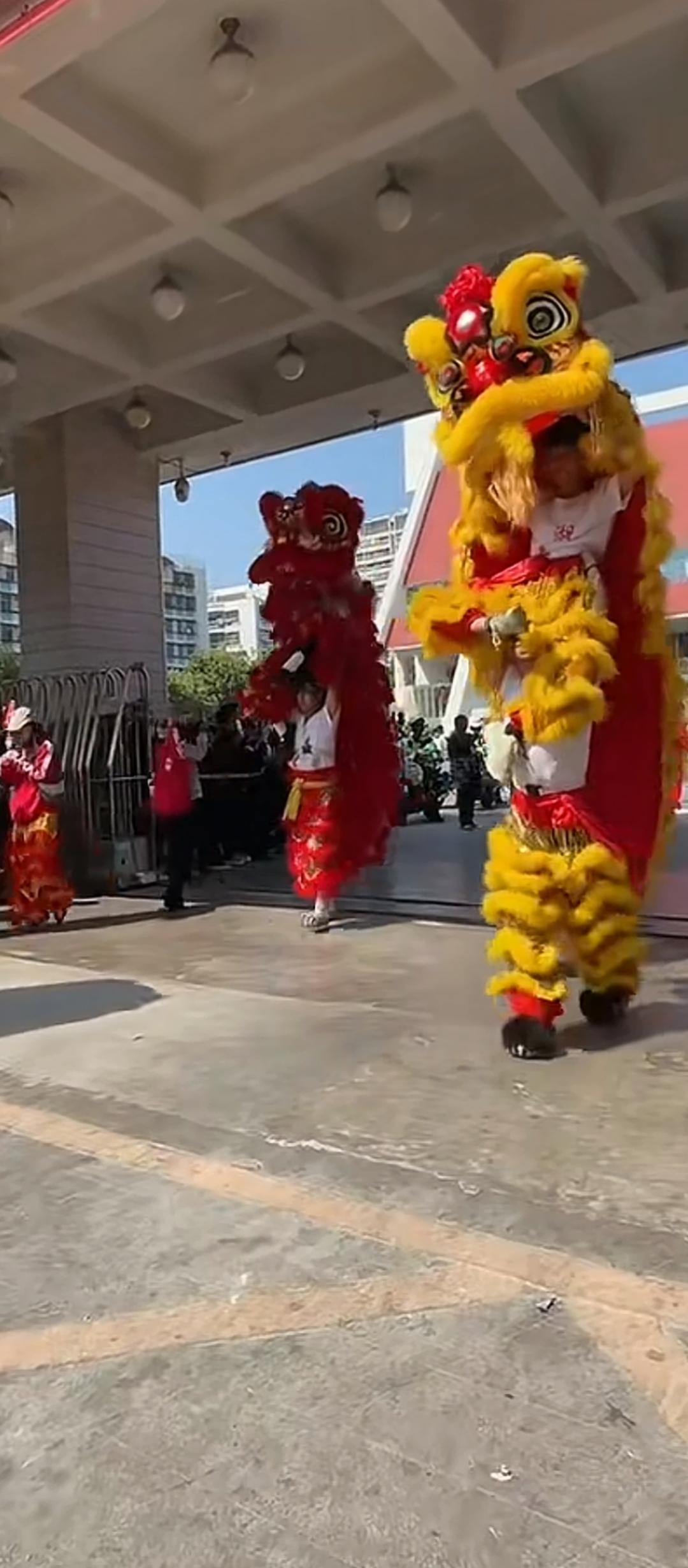 舞狮闹新春，红红火火过大年！🧨🦁🧨