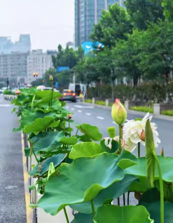 太超前了，竟然将荷花搬上绿化带。