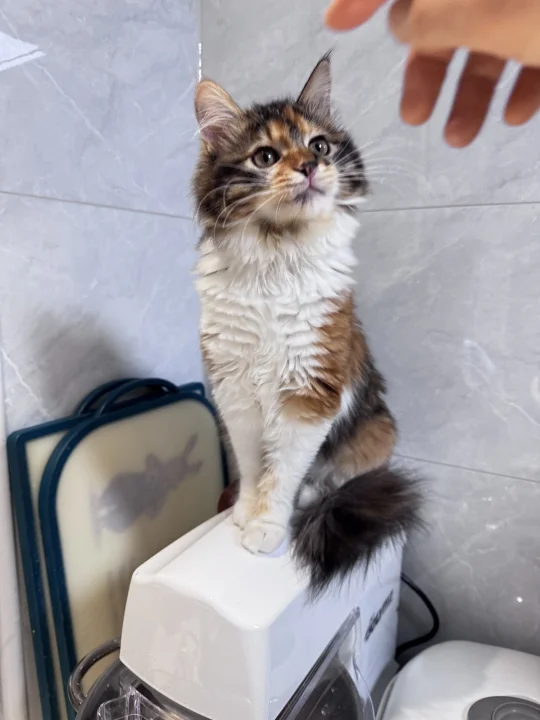 从无到有的围脖一年织成