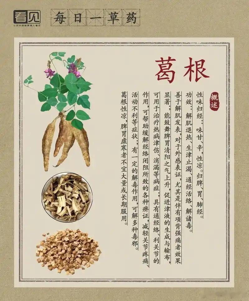 葛根核心功效是通和调，5类常见病用法，用错等于白吃葛根不是“万能补药”，而是通过