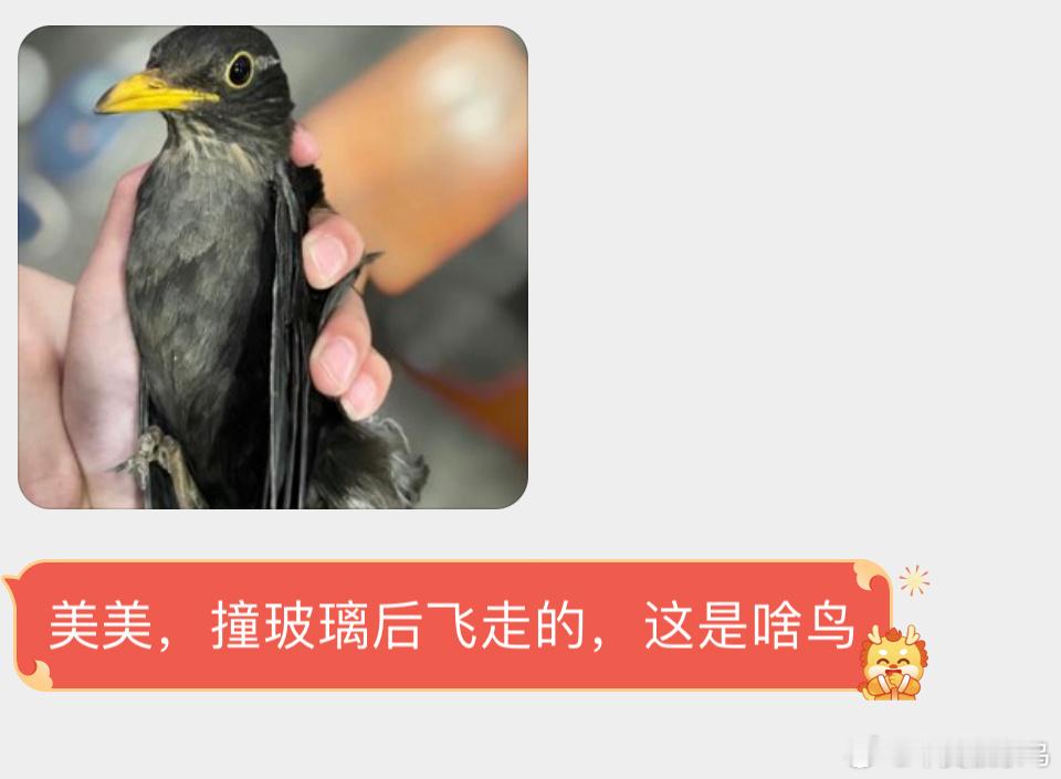 大名鼎鼎的【乌鸫】小眼神已经锁定你了，新的一年自求多福吧[开学季] ​​​