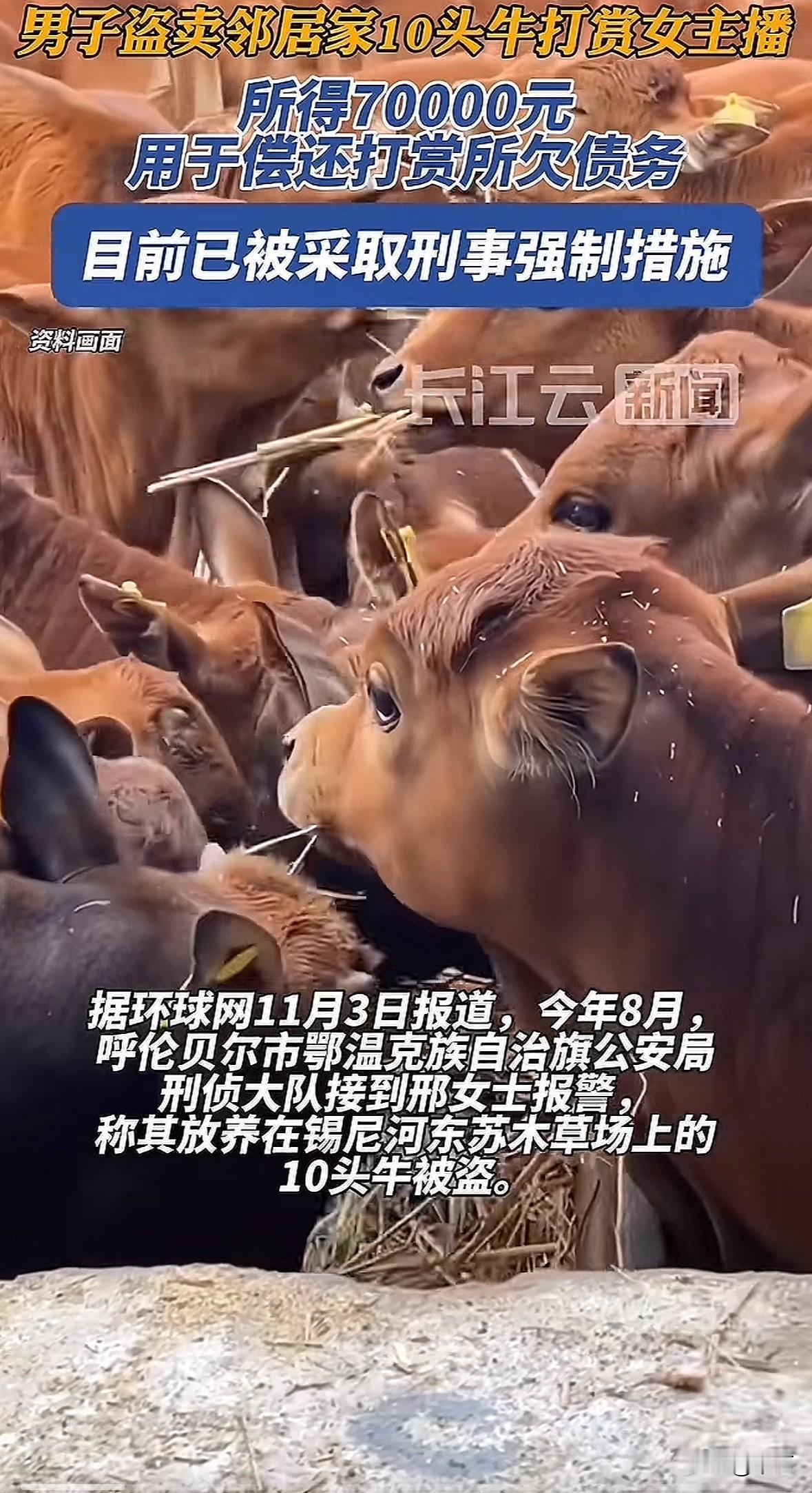 今年8月，内蒙古呼伦贝尔邢女士放养的10头牛被盗。民警查明，嫌疑人是邻居扎某。扎