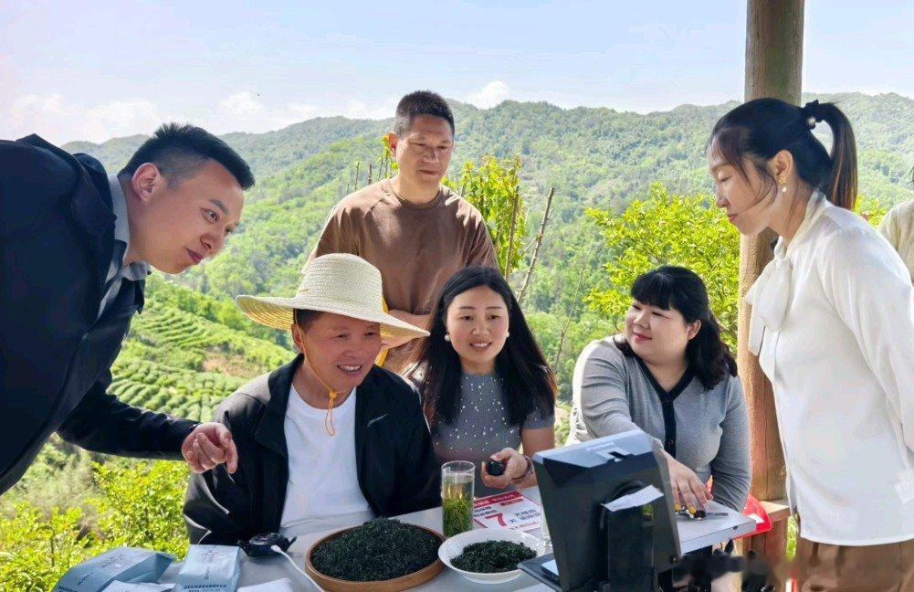 房县 房县农业农村局：茶香赋能兴产业 直播助农拓销路十堰爆料 房县新闻网讯 通讯