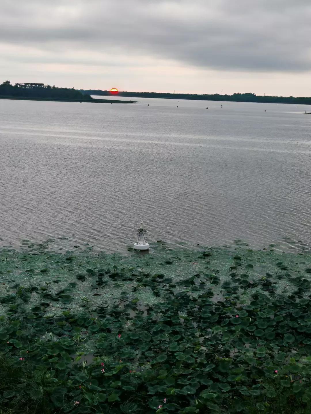 衡水人身边的衡水湖，落日余晖映荷花