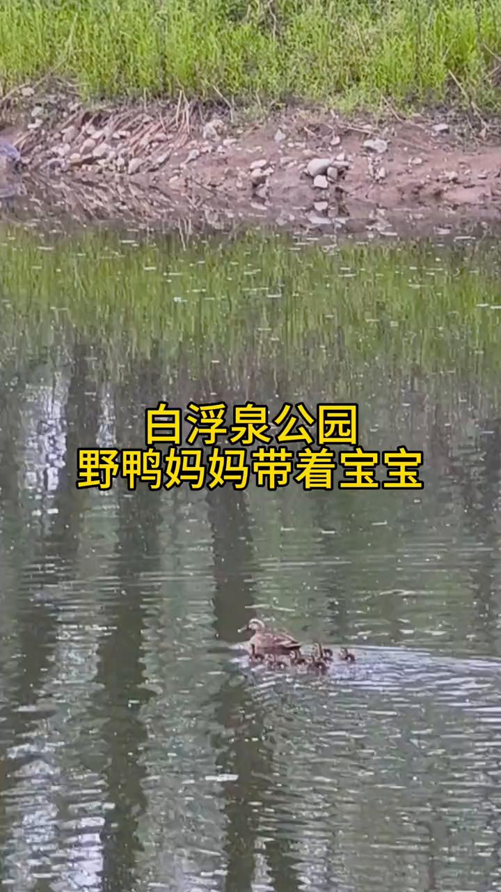 白浮泉公园，野鸭妈妈带着宝宝。
