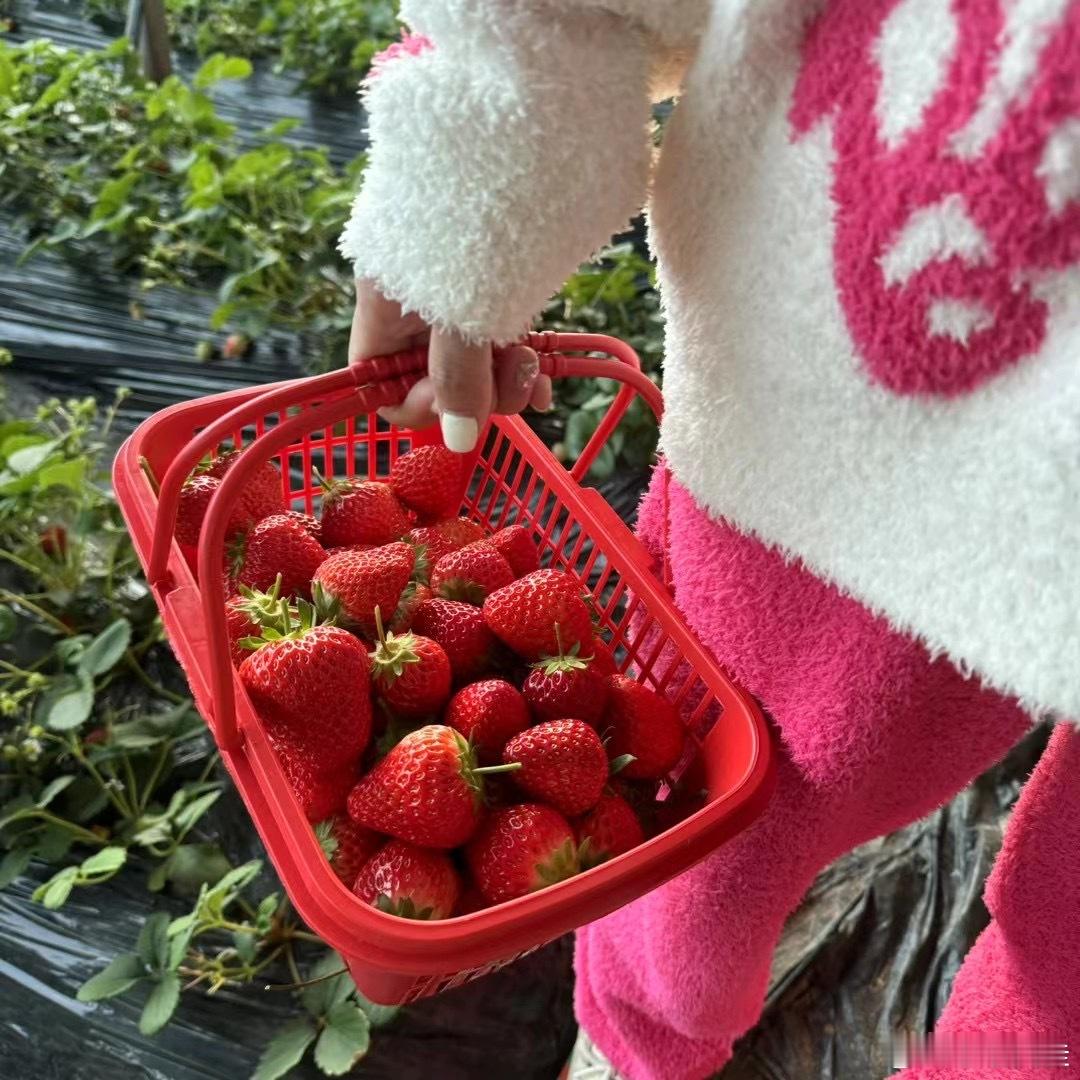 草莓360元一斤公司参保人数为0这真是天价草莓了！我记得之前为了体验采摘乐趣就去