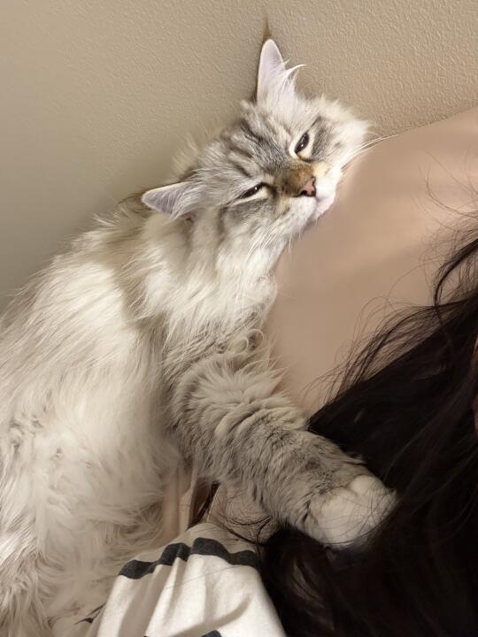 分享一只每天都陪睡的小猫宝宝