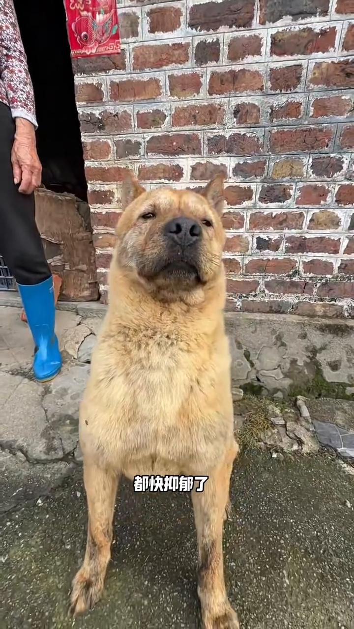 第一站广西桂林。
这是我奶奶养的狗，天天在老家守门，都快抑郁了。我想带它出去旅游