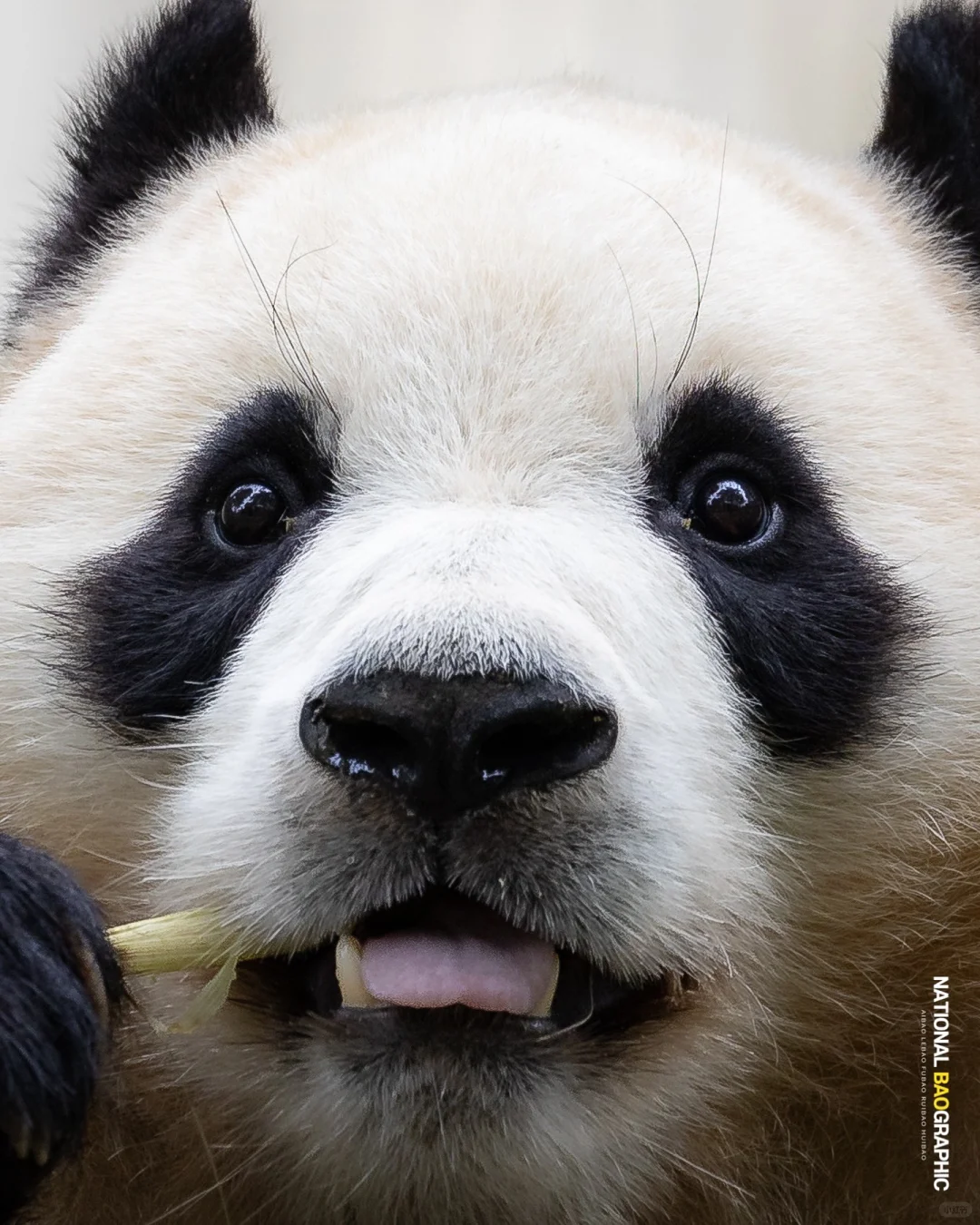 噗宝真的是完美小熊🐼哪哪都可爱哦🥰
