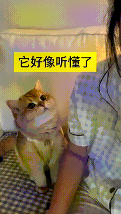我看了好几遍这个视频，心里可暖乎了。
主人难受得掉眼泪，跟自家橘猫念叨，自己要是