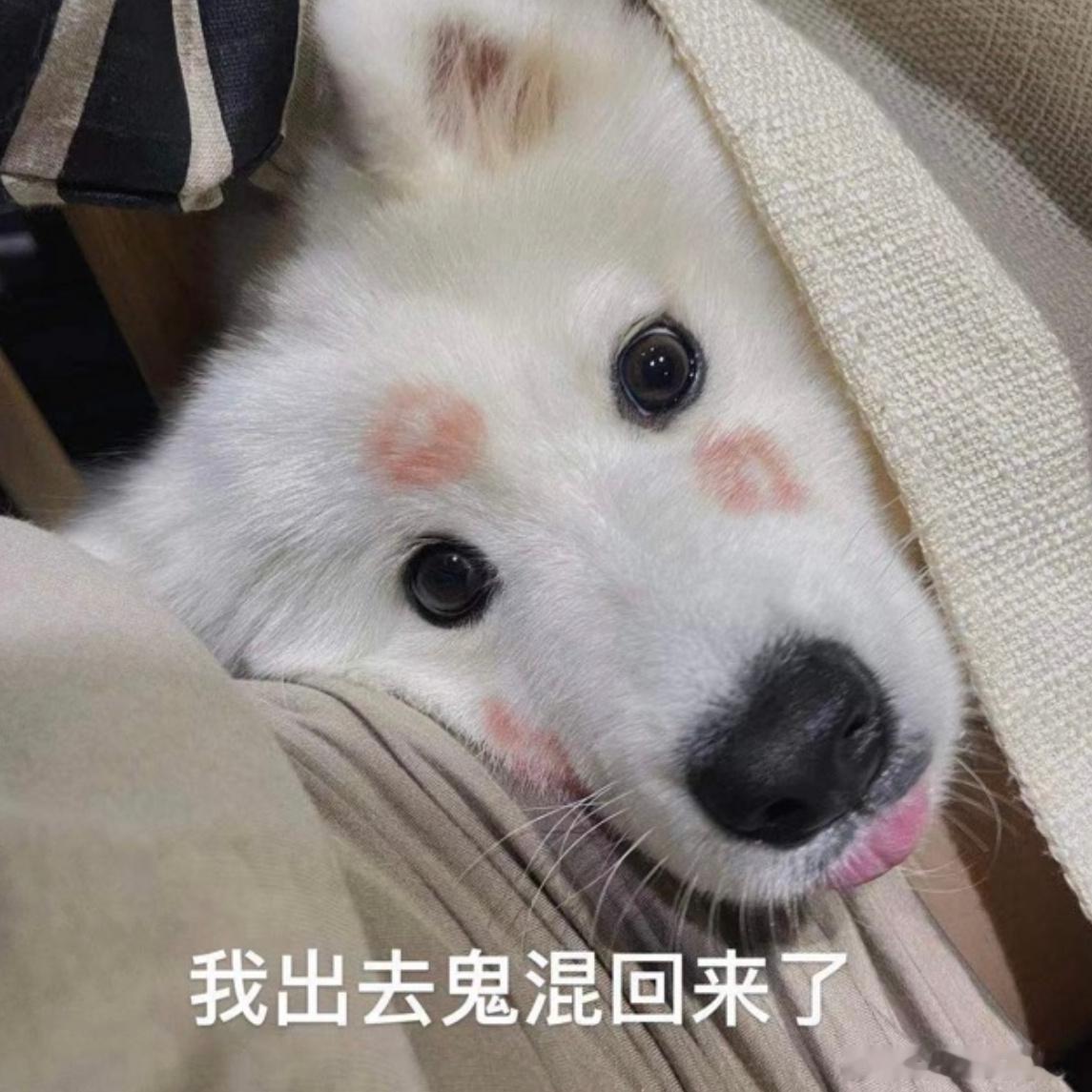 我的宝宝 好早之前的表情包居然找到了[泪] ​​​