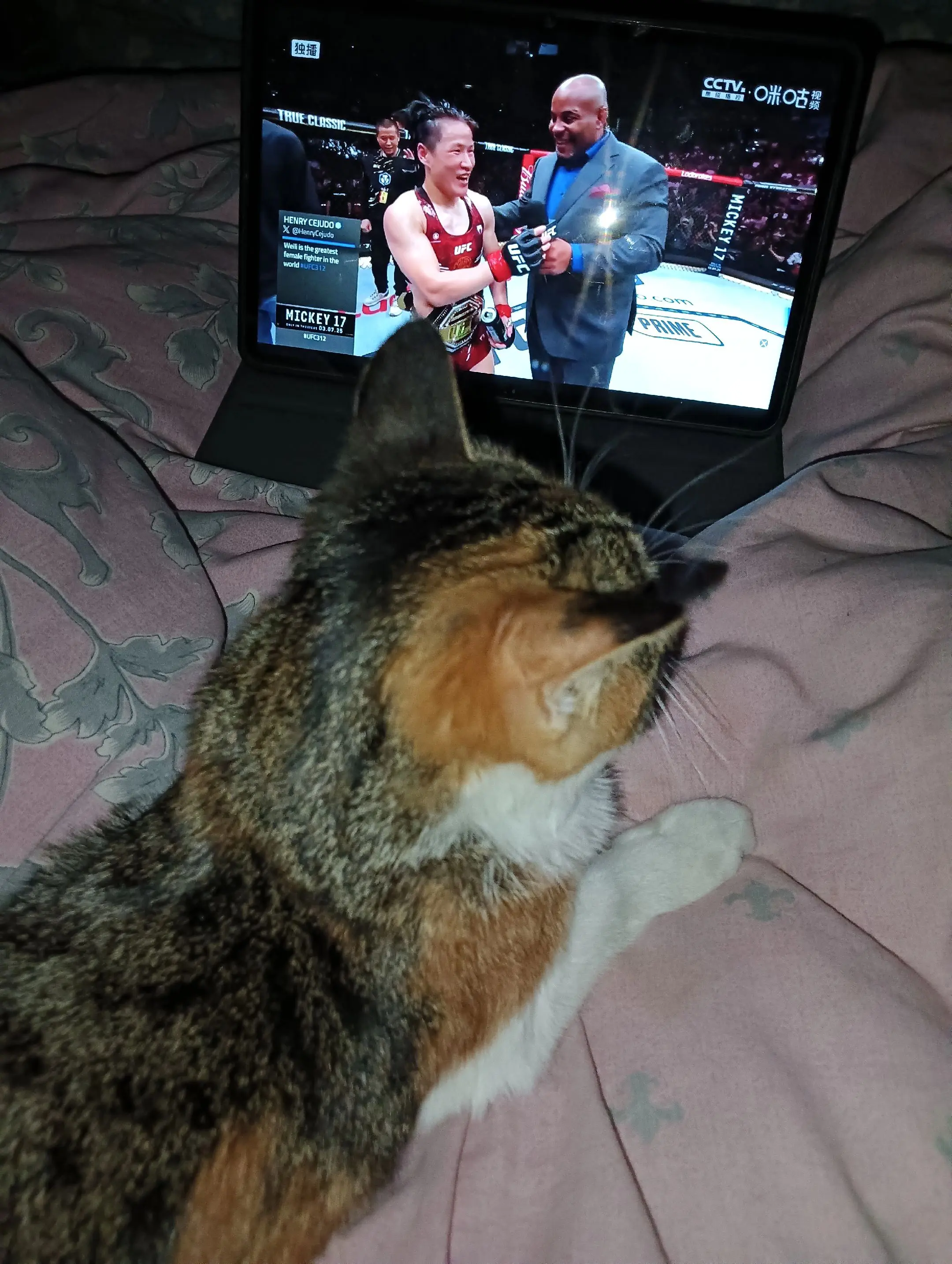 爱看的猫猫
