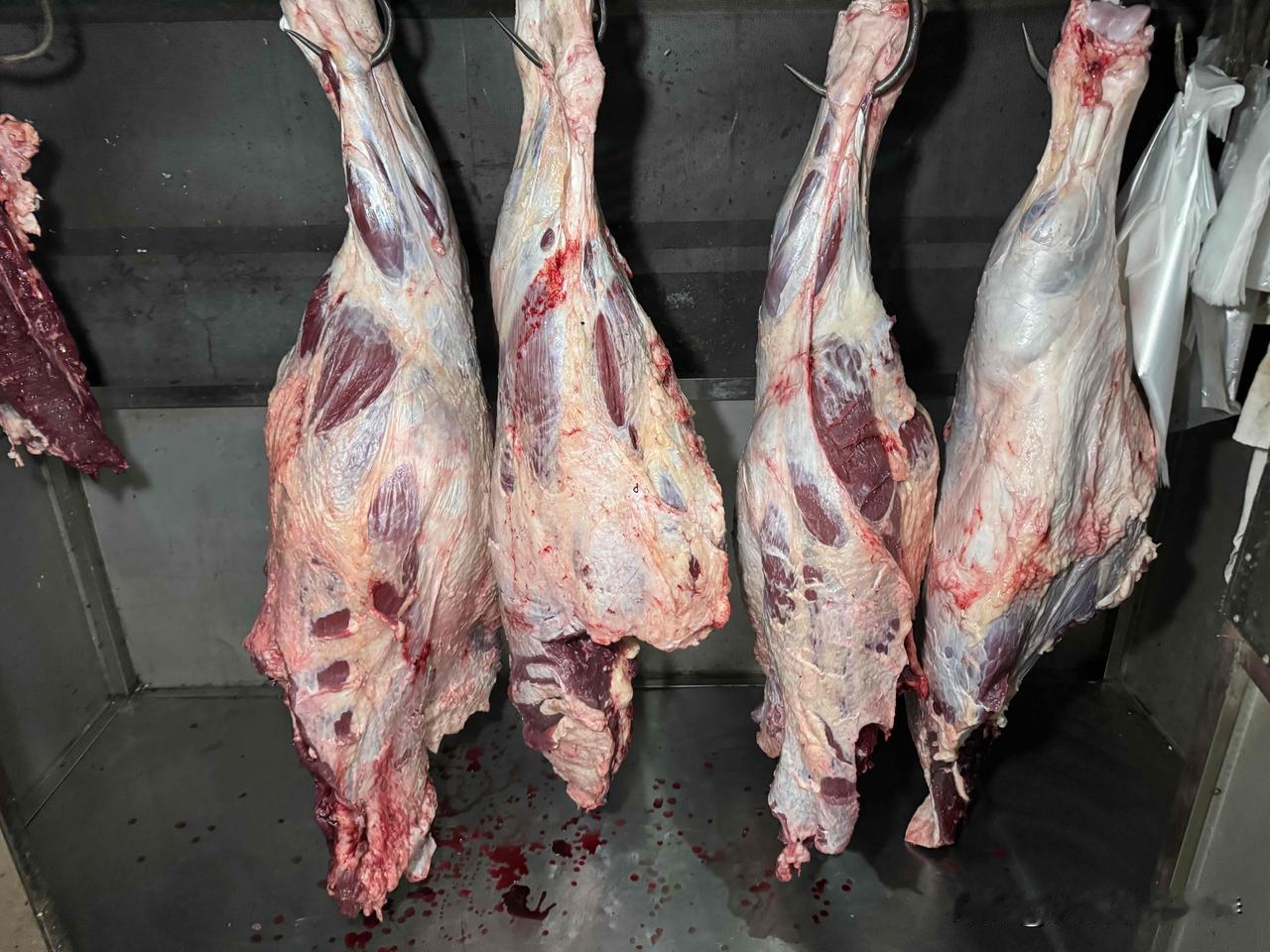 拍美食还得趁早，4点的肉鲜活的还在跳动