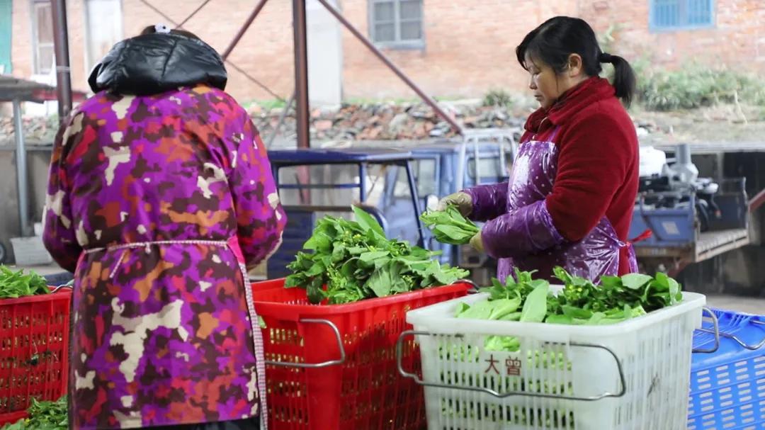 武圣宫镇：田间蔬菜采摘忙 新鲜菜薹供应春节市场