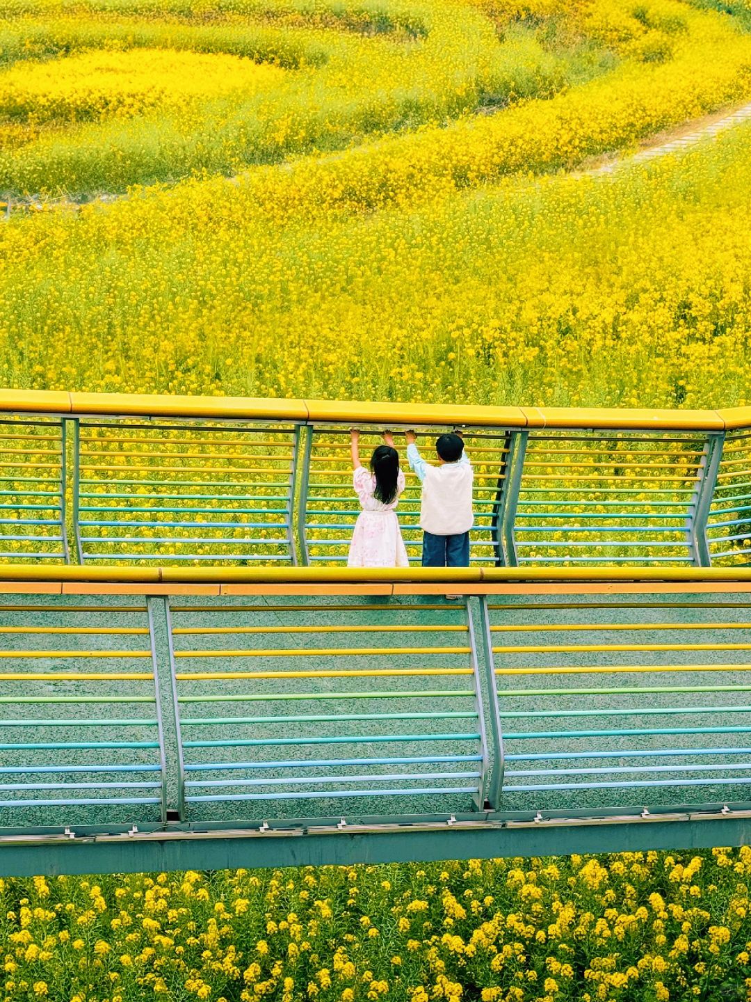成都溜娃🌼｜地铁直达漫画里的油菜花花田~
