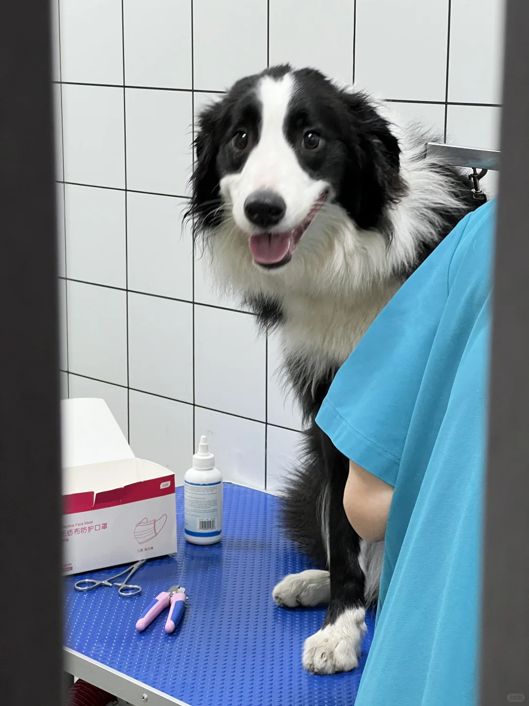 是那种一看就很善良的小狗🐶