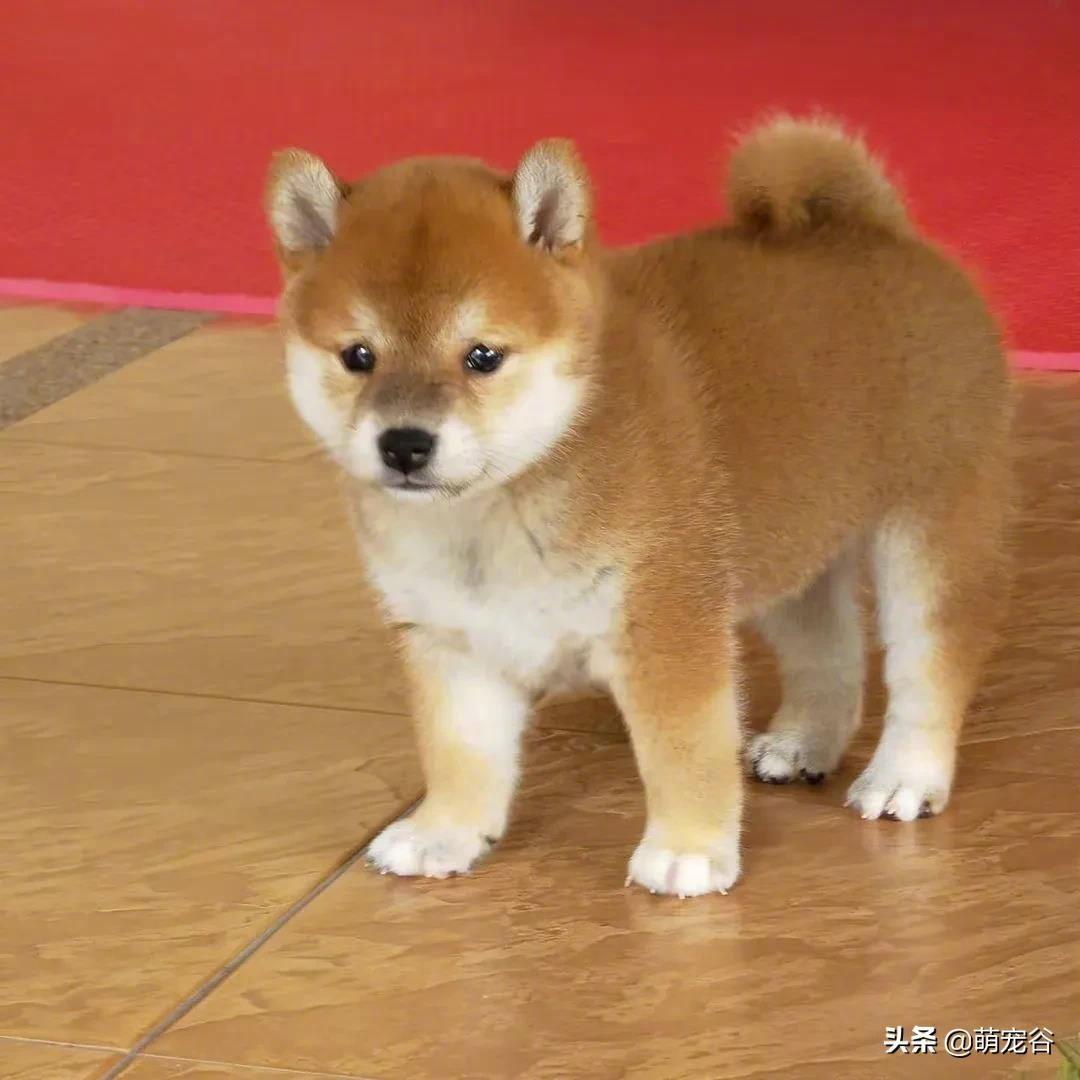 不就晚起了一会么，早餐都不给我留！