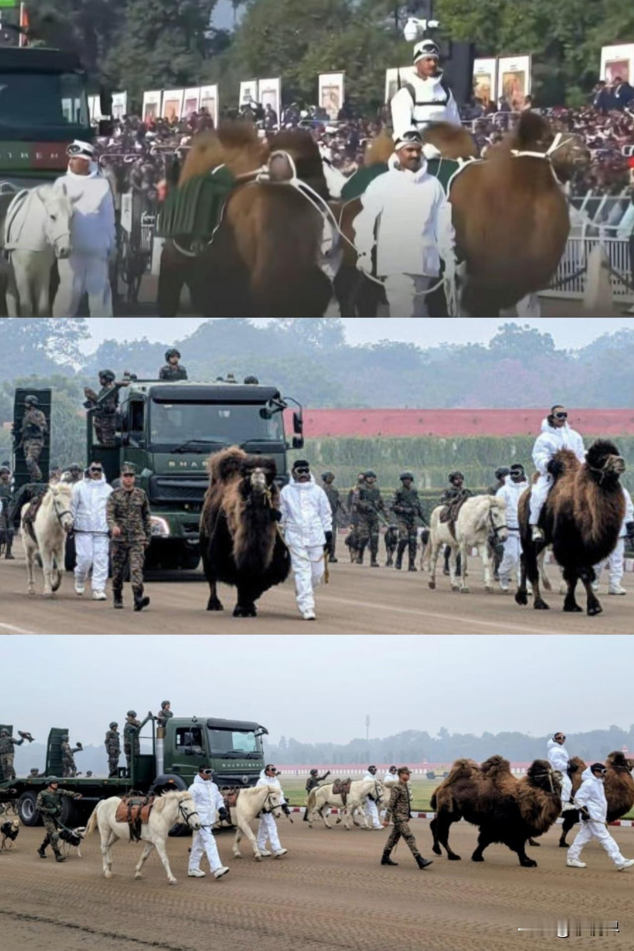 印度第77个共和国日，动物方队抢眼！由双峰骆驼引领，包括赞斯卡山地矮种马、4只猛