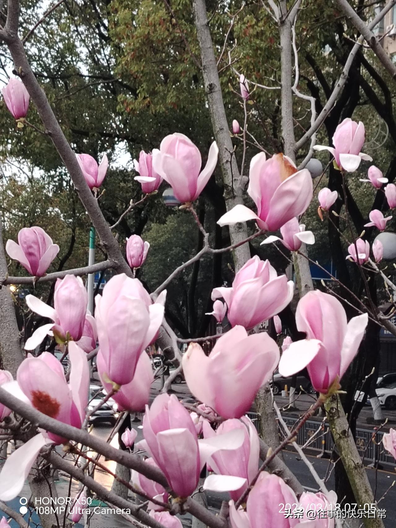 晒图笔记大赛3月18日长江岸边晨练赏玉兰花盛开