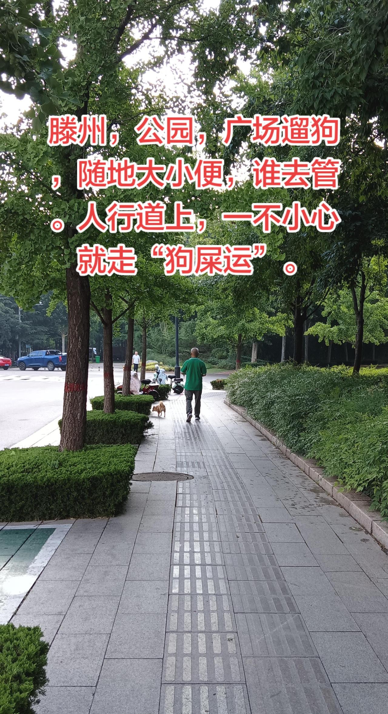 滕州，公共区域，公园，广场遛狗谁去管。人行道上，大清早，一不小心你就会走“狗屎运