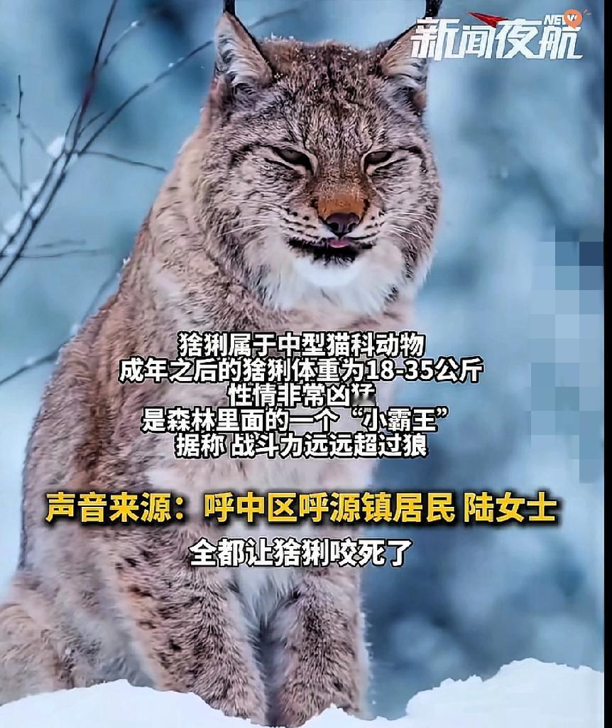 🐱黑龙江“凶萌杀手”夜闯民宅，20只家禽团灭背后的真相
 
一只看起来像“大猫