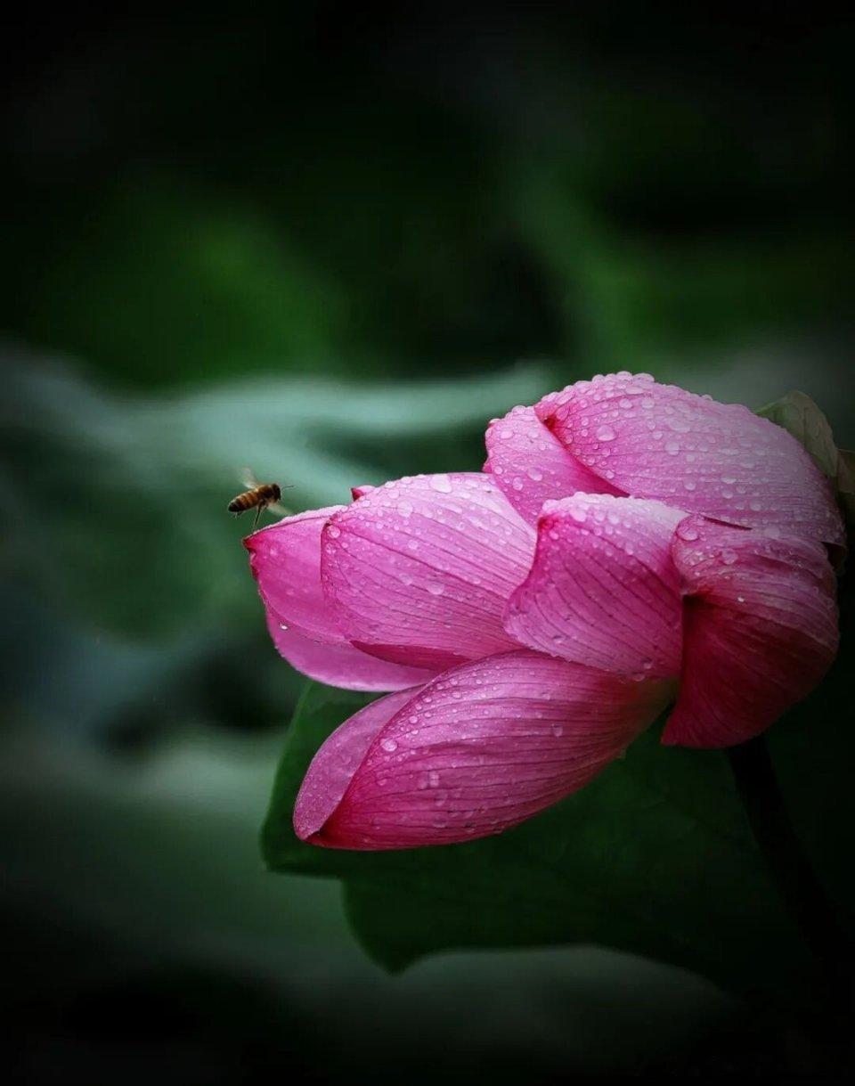 夏天，最是急切，最是热烈，也最是狂野，无论晴天还是雨天 