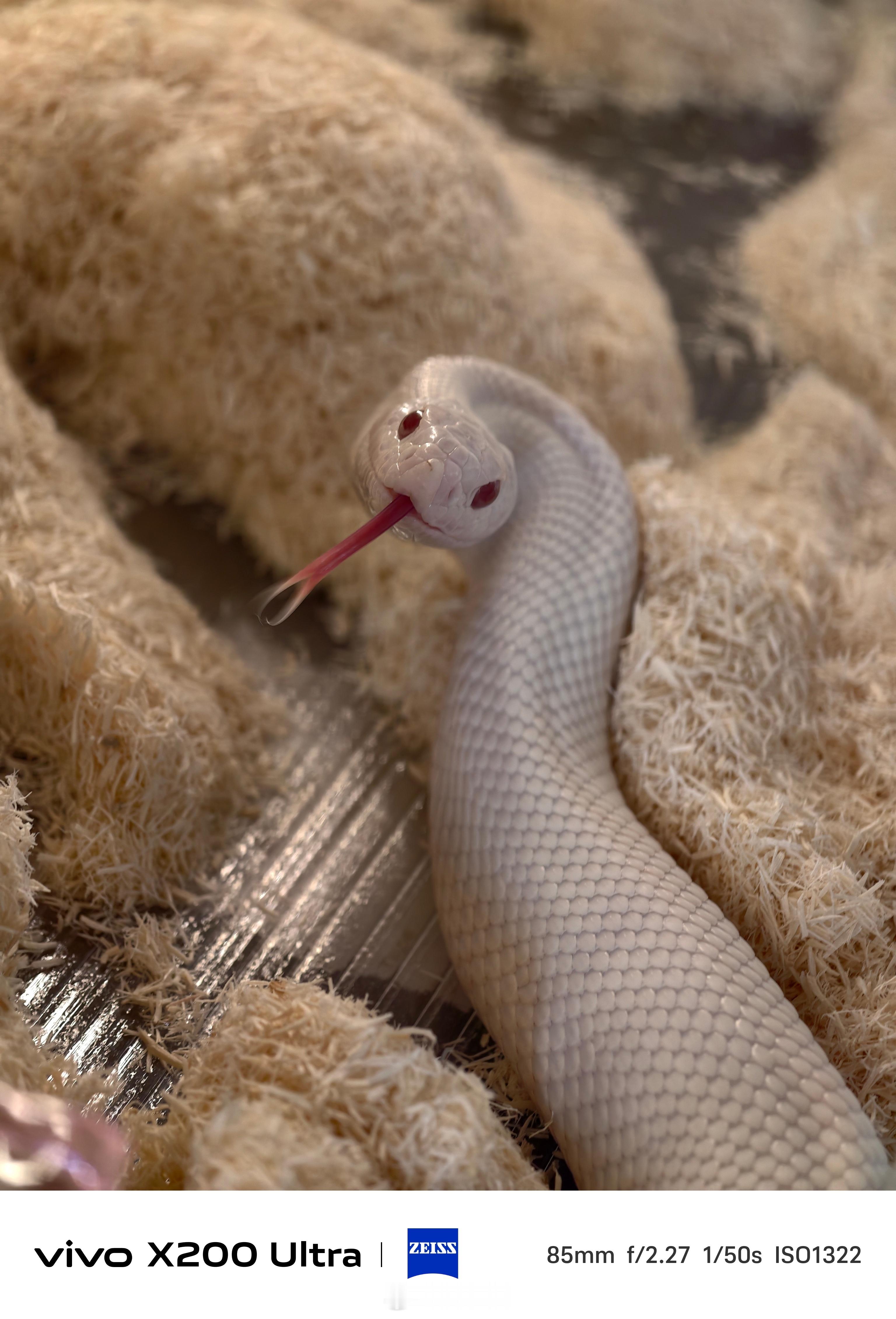 家里的亚成牛蛇上个月开始季节性拒食，我每周都尝试喂食，都被它婉拒55天没吃饭了，