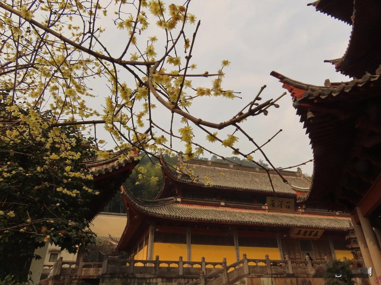 古寺花开花落，岁月静好如初。阿育王寺