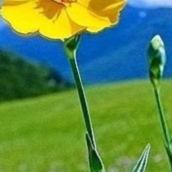 正能量早安！学着接纳路上的磕磕绊绊，把每一次跌倒都当成成长的养分。稳住心态，沉下