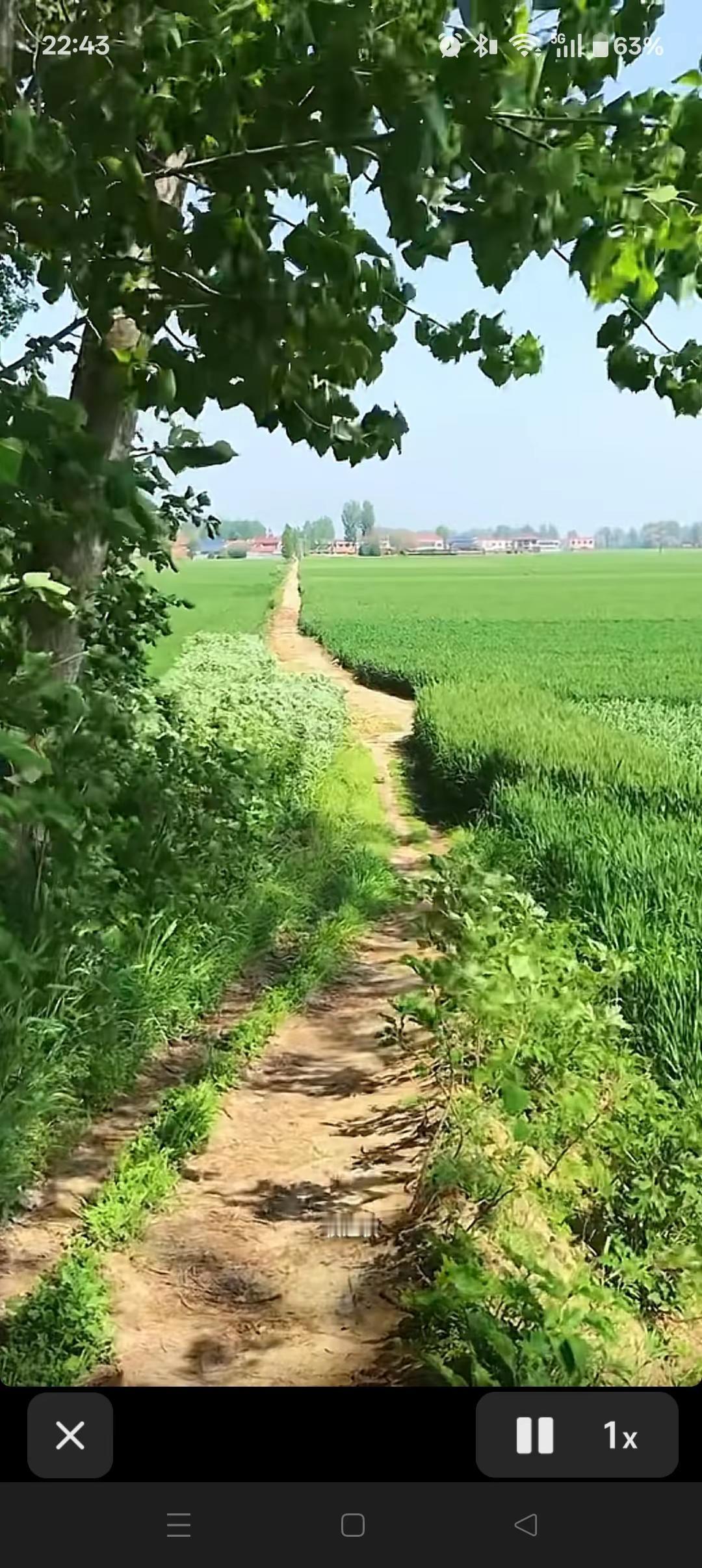 小径蜿蜒，绿意漫卷，阳光在叶隙间碎成金箔。田间地头小道，是大地写给行人的温柔诗行