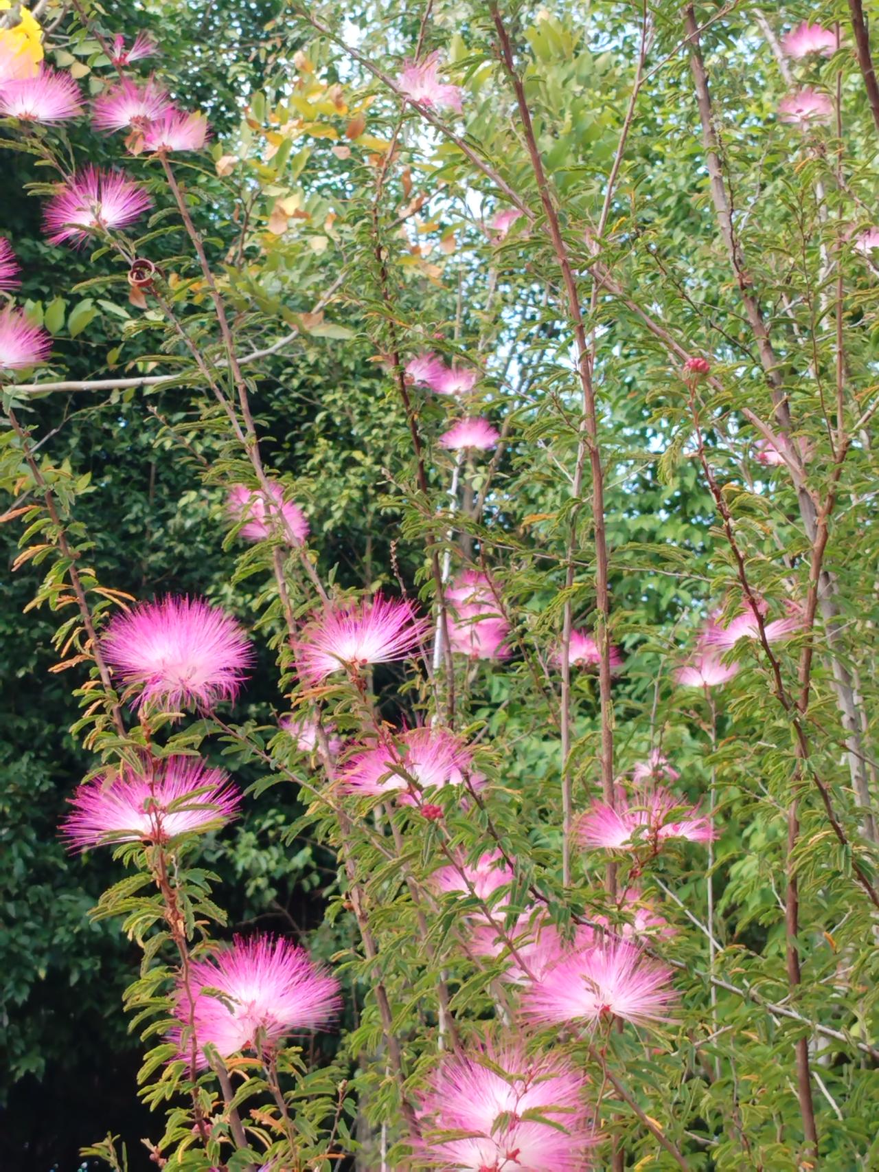 粉花映绿枝，春意满庭芳。在这一方小小的庭院中，粉色花朵宛如娇羞少女，在微风里轻轻