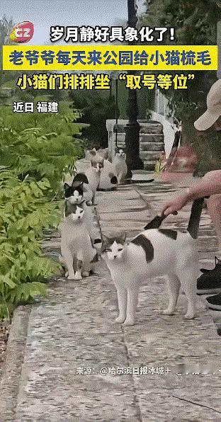 直接被这温馨画面刷屏了！

          黑龙江公园里的一幕，完美诠释了信
