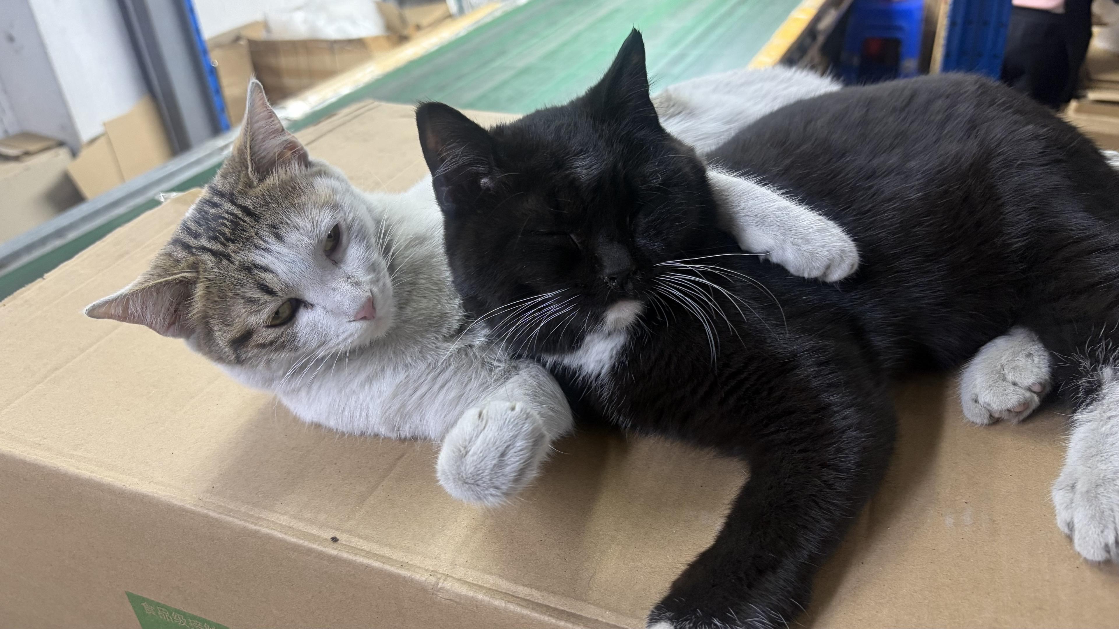 冬天小猫咪 一张图证明你的小猫被你养的很好