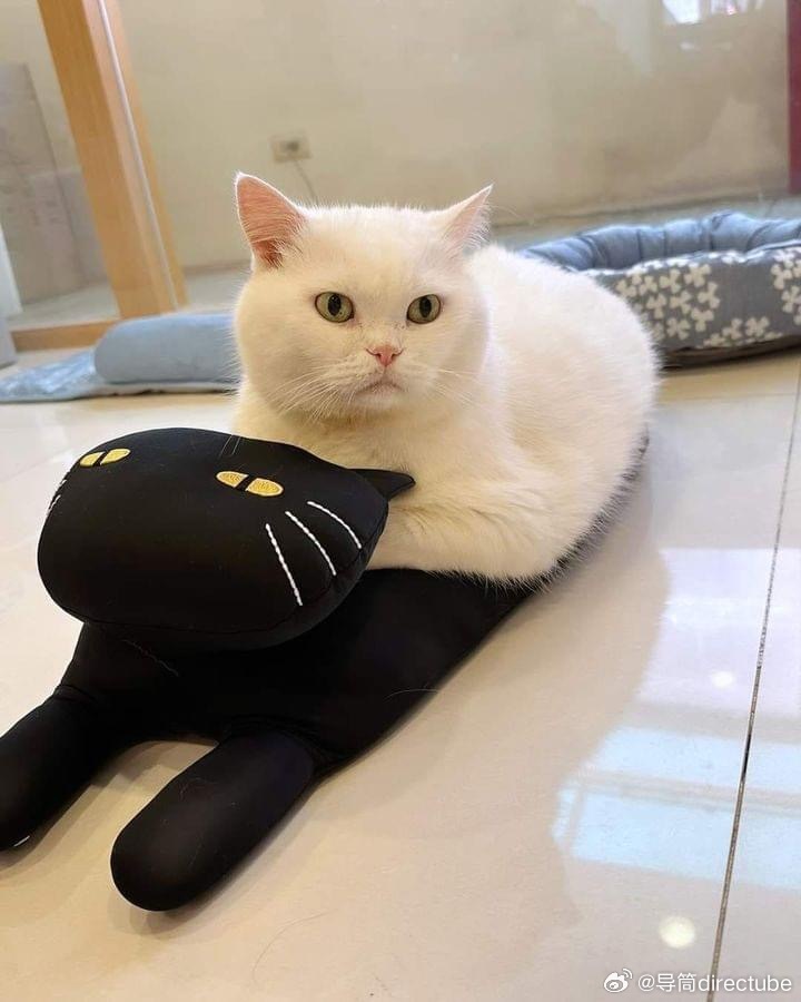 猫宁 