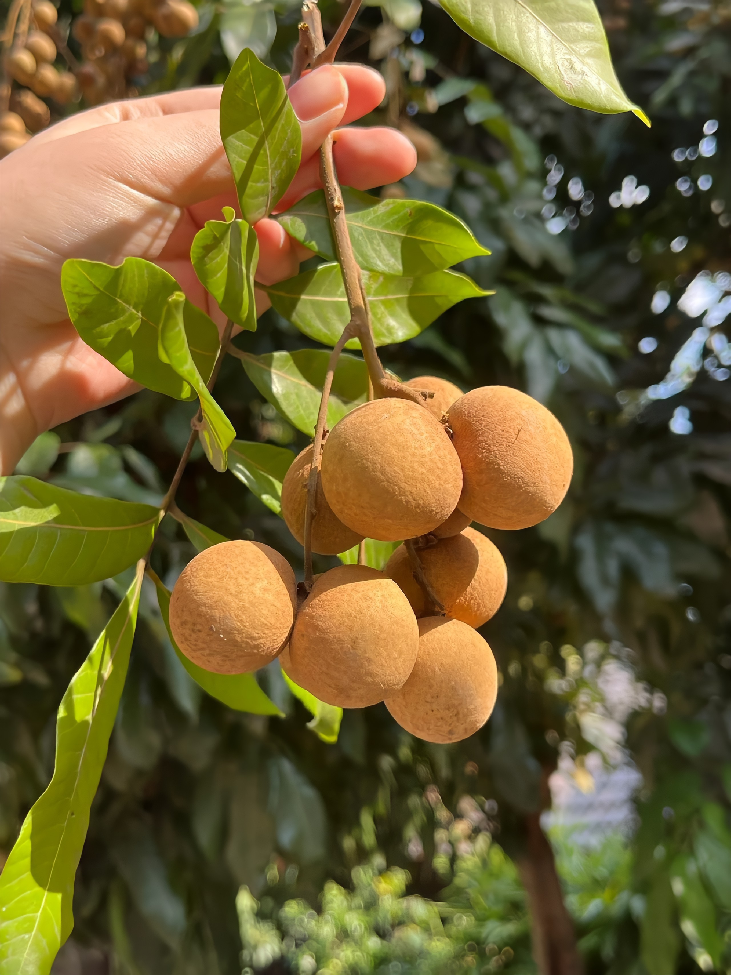 夏天的自由,是老家给的。 