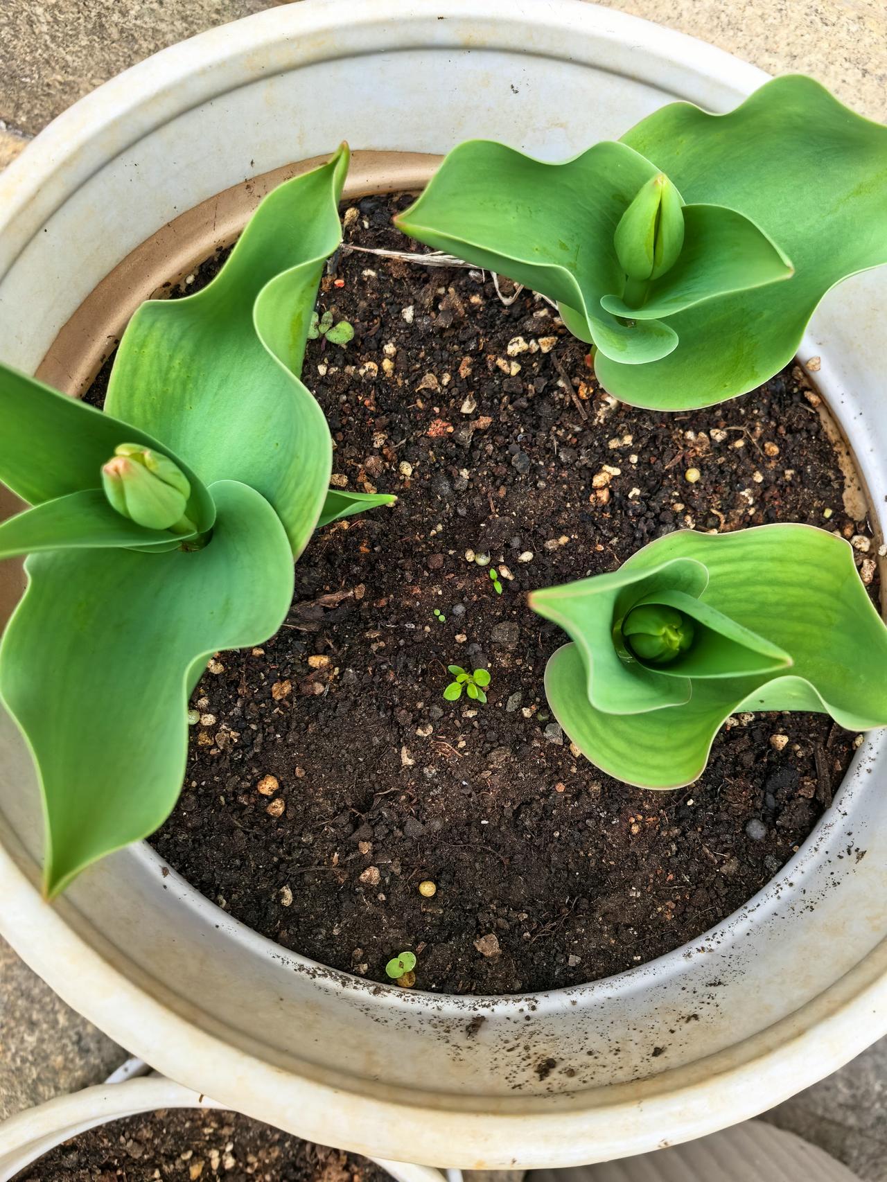 儿媳妇看了我的手机，被批评的是我，我可真冤枉啊，这儿子娶了媳妇忘了娘。

我家院