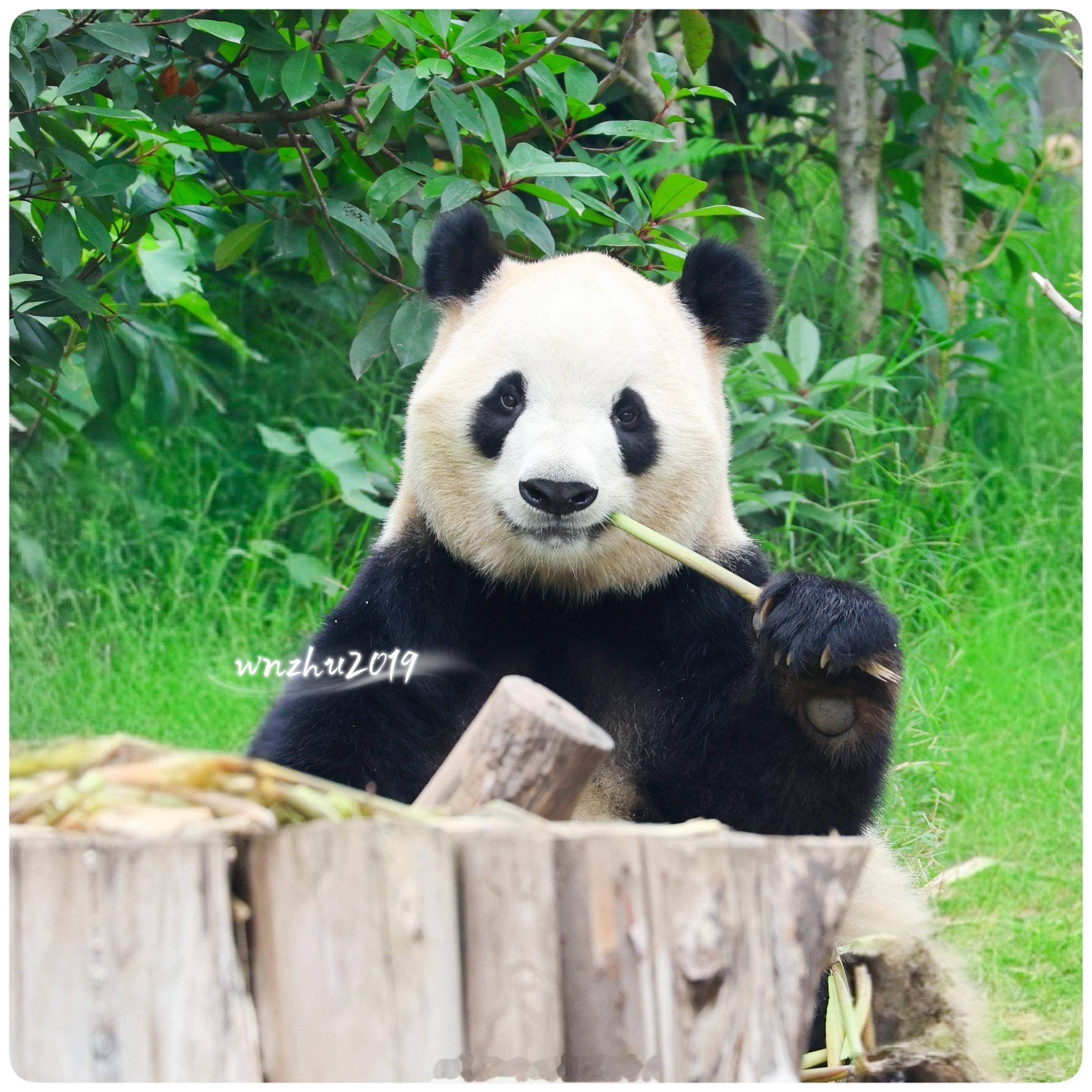 大熊猫福双 小福双没有探班视频吗 