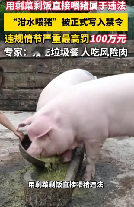 “用泔水喂猪，最高要罚100万！”8月15日新规开始实施，剩菜剩饭再也不能直接拿