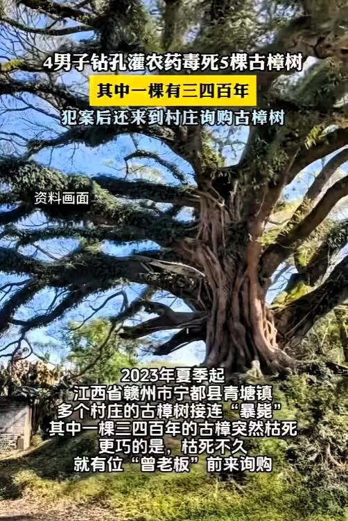 吃相太难看了！”江西赣州，一棵三四百年的古樟树突然枯死，树木叶片发黄、树皮脱落，