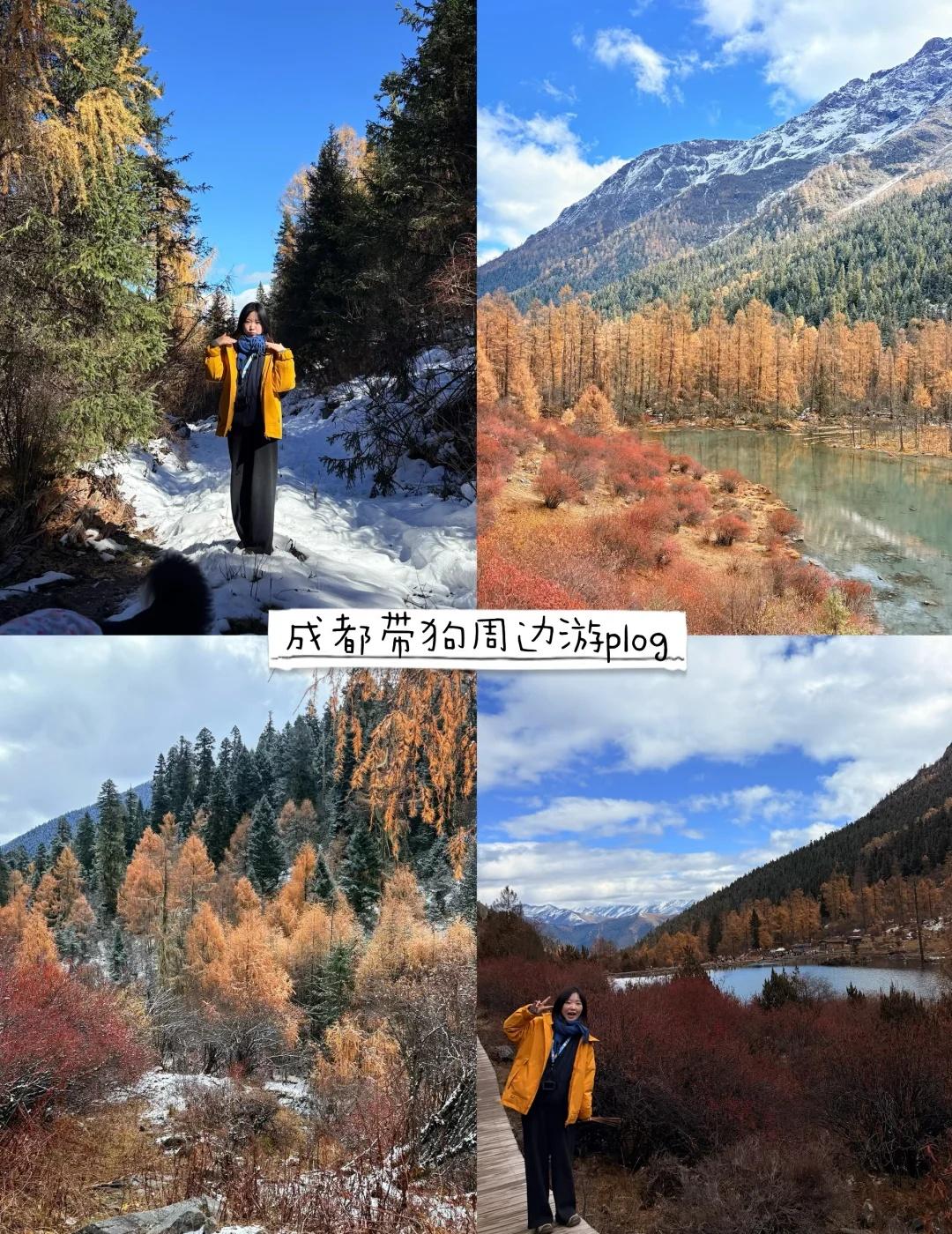 玛嘉沟｜成都出发两天一晚带狗赏秋🍂
川西真的只有0次和无数次！
这次小熊和小羊