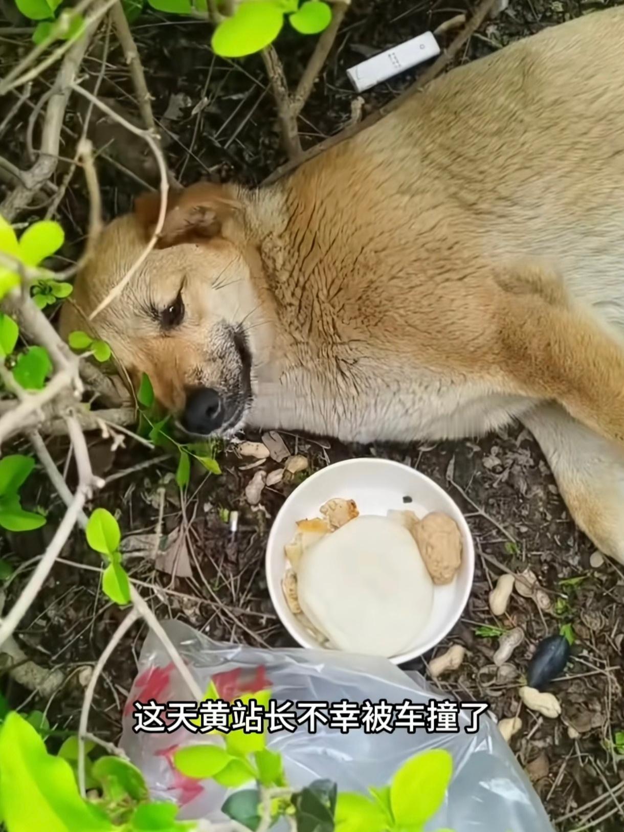城市温度是宣城出租车司机20  50块的为流浪狗凑够的手术费 