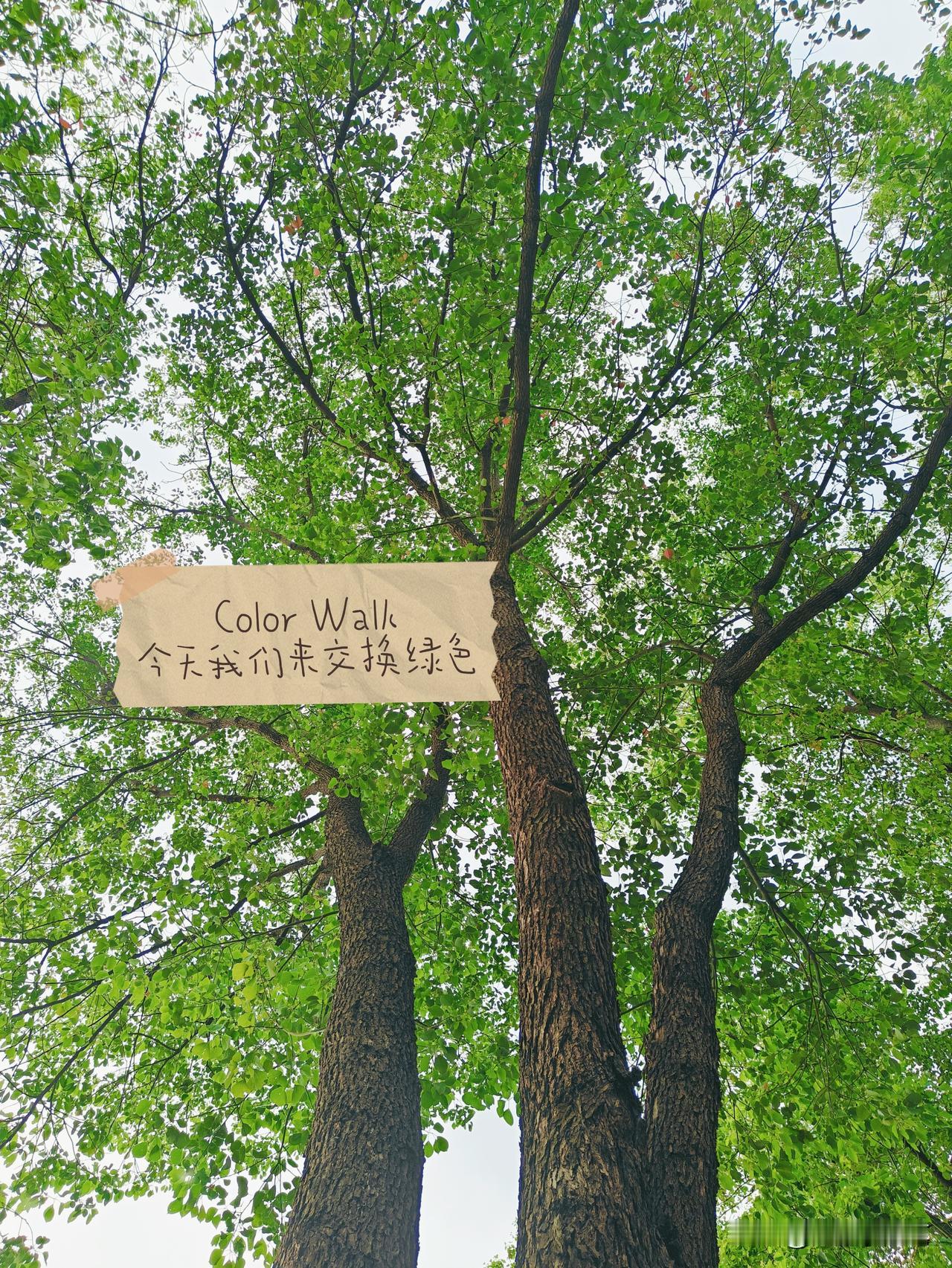 温柔的阳光在风里流转，春天的浪漫，全都藏在枝叶与光影之间。
 
满眼遮天蔽日的绿