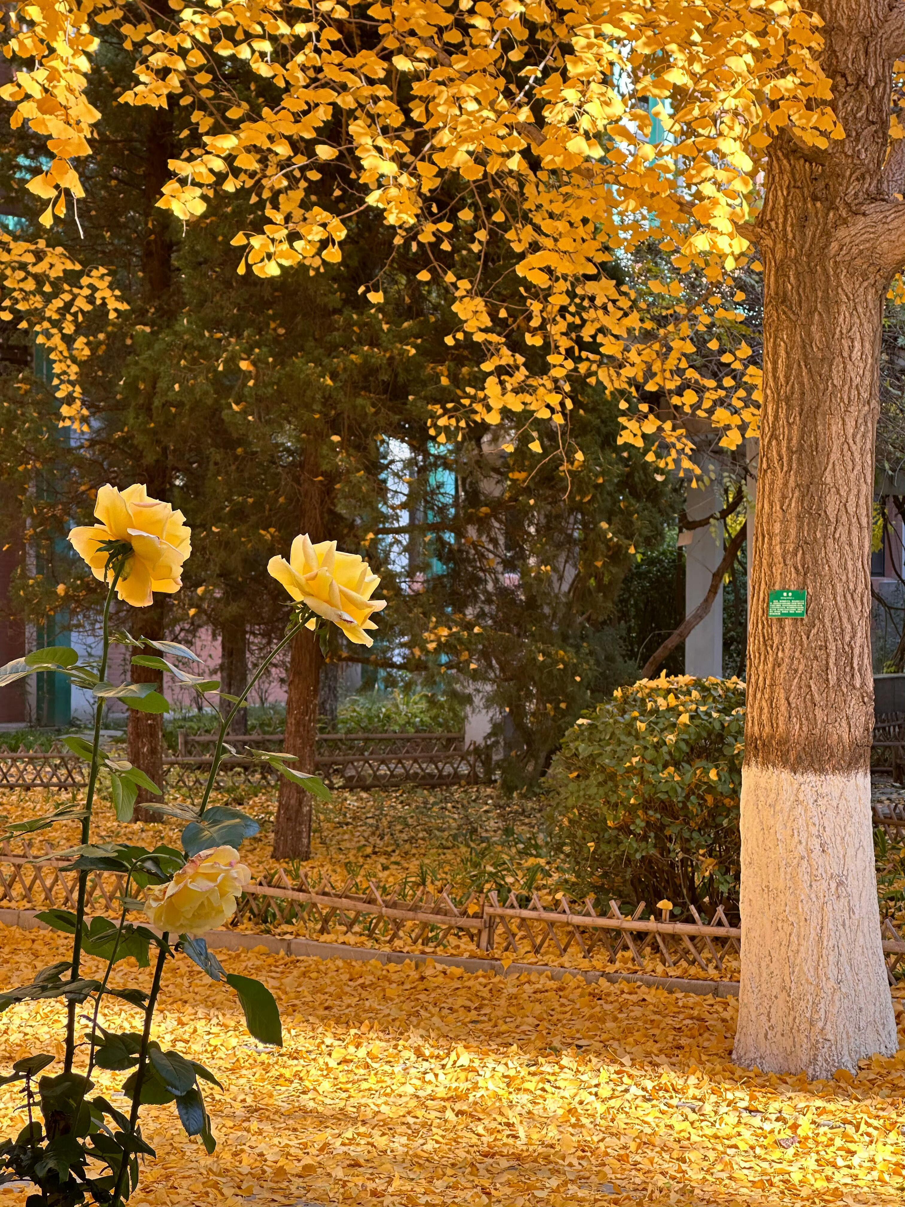 见一面吧 在浪漫的秋天。 ​​​