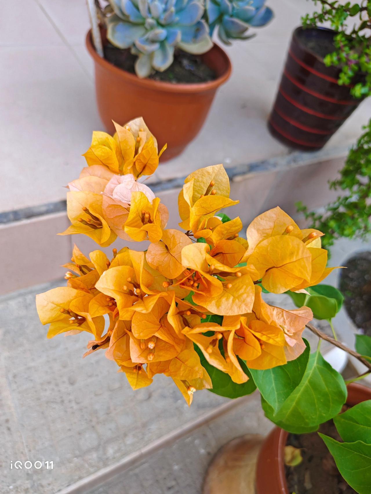 加州黄金灿若黄金，开花美极了！加州黄金是一种很好的三角梅，距离上次开花仅仅30天