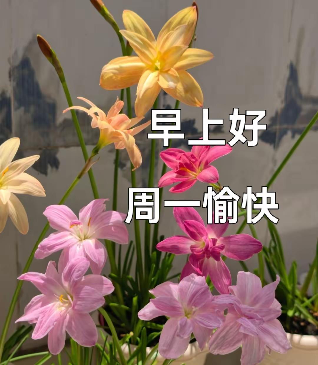 朝阳冉冉破晨霜，
周一清风送吉光。
隔屏遥寄平安语，
牵挂悠悠在心房。
愿君新周