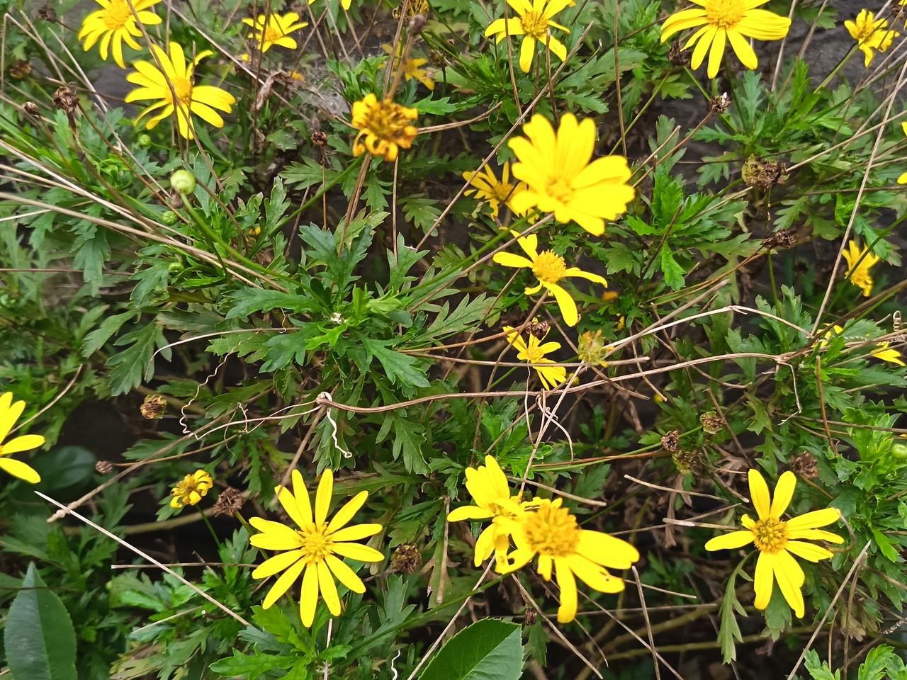 它晃了晃花瓣，声音脆生生的：“这儿风凉！你看我这黄多亮，不比花盆里的娇花儿差。”