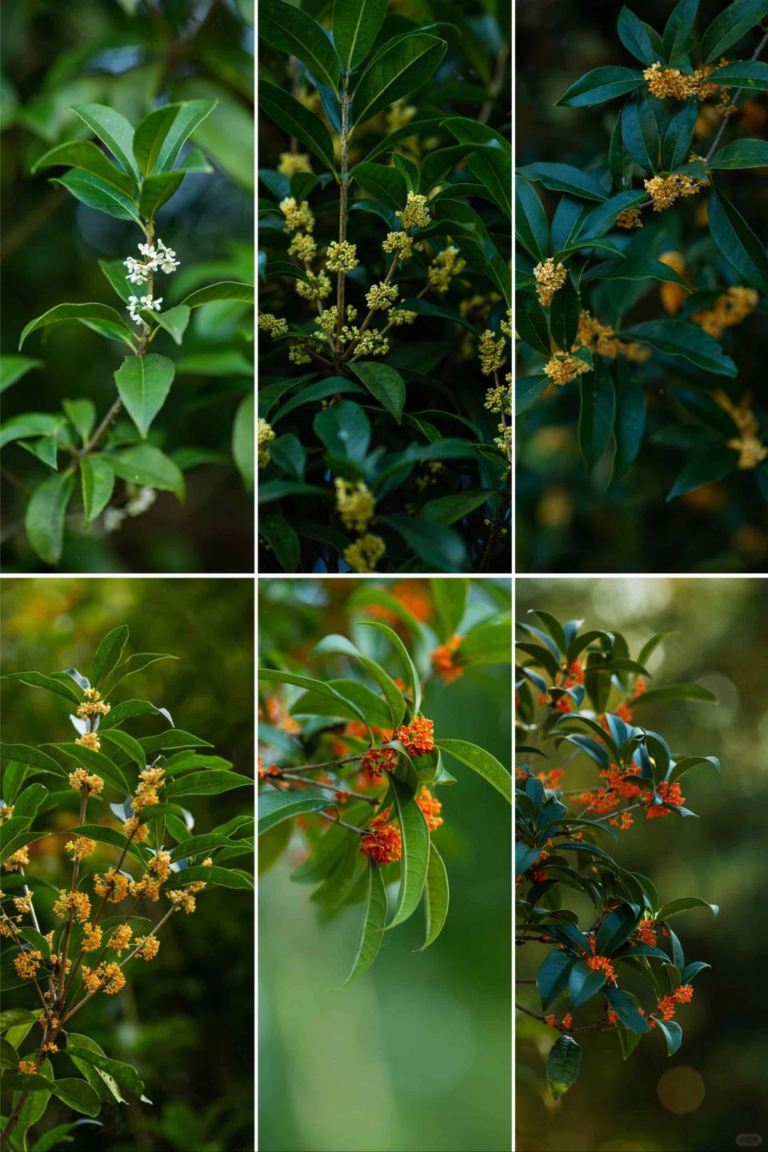 十月桂花集