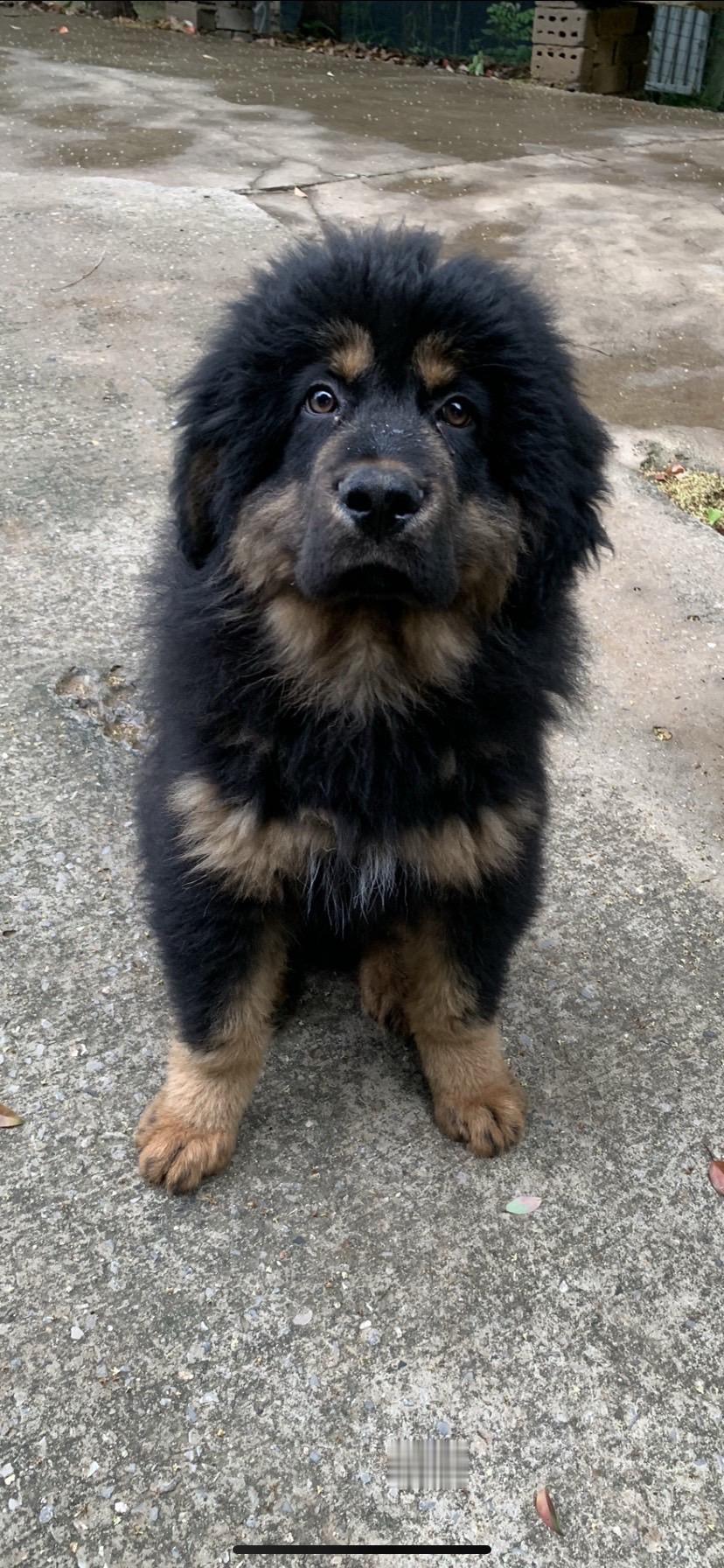 腊八的小狗三岁了。   🐶