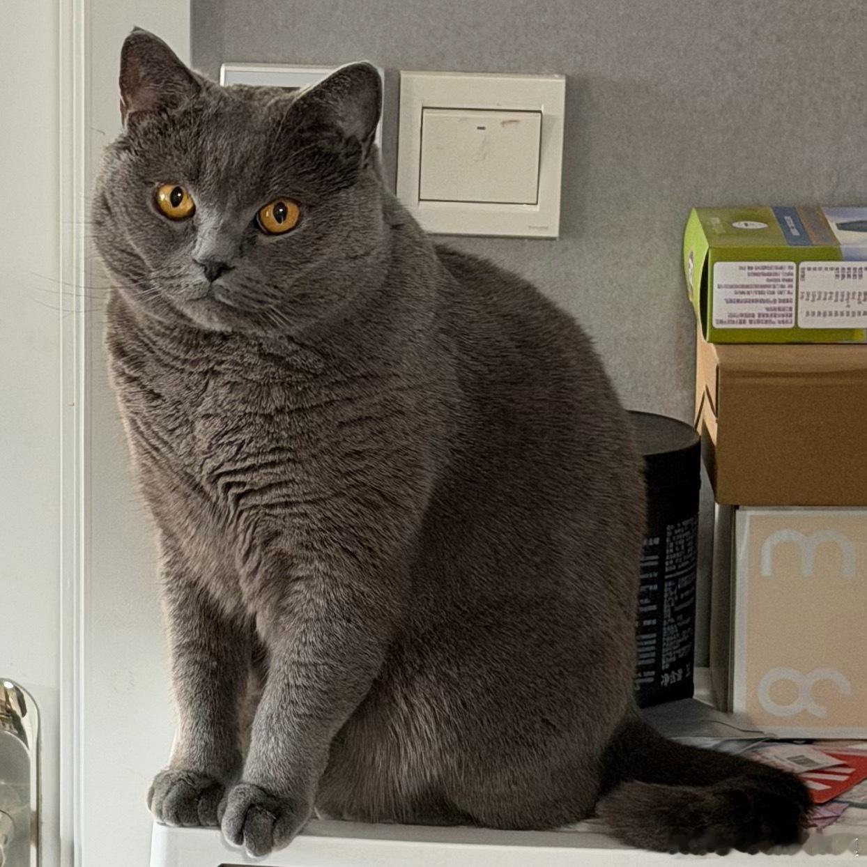 女子睡觉被15斤猫咪压致手腕骨折杨桃儿已经12斤多了。。高危了！重点防范对象